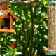 attract birds with feeders