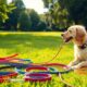 best durable stylish leashes