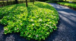 low litter landscaping drainage solutions